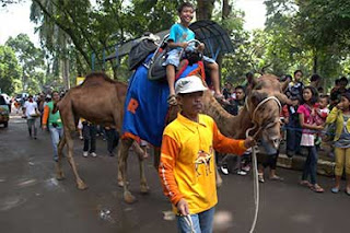  Kebun Binatang Ragunan Di Jakarta