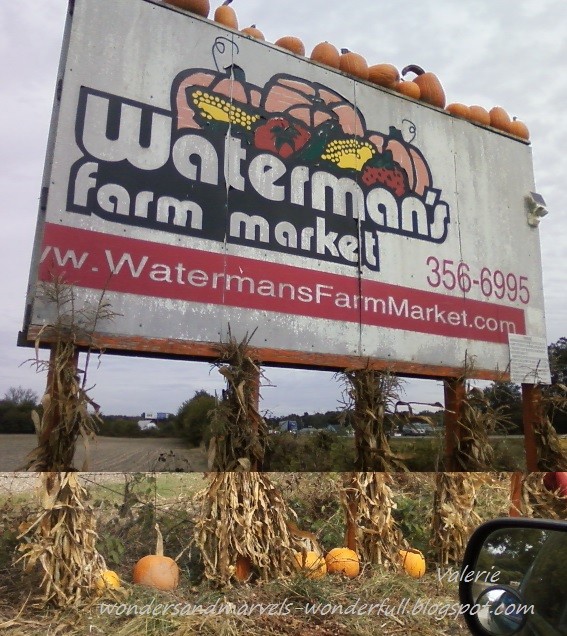 wonderFULL Visit to the Pumpkin Farm