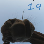 http://calendrierdelaventequestre.blogspot.com/2015/11/j-6-cheval-facile.html