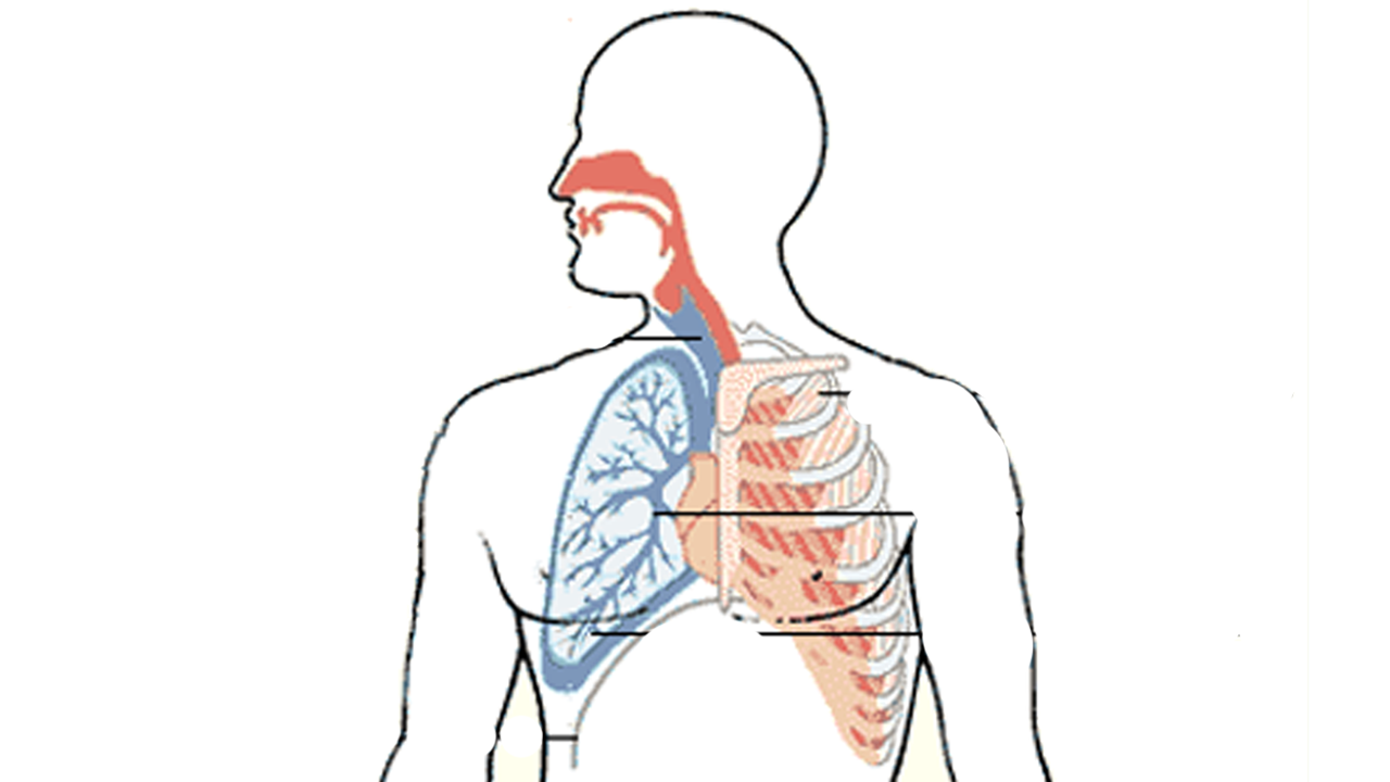 dibujar el Sistema Respiratorio dibujar el Sistema Respiratorio