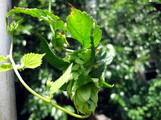 The last hop on the vine is always the king of the bine.