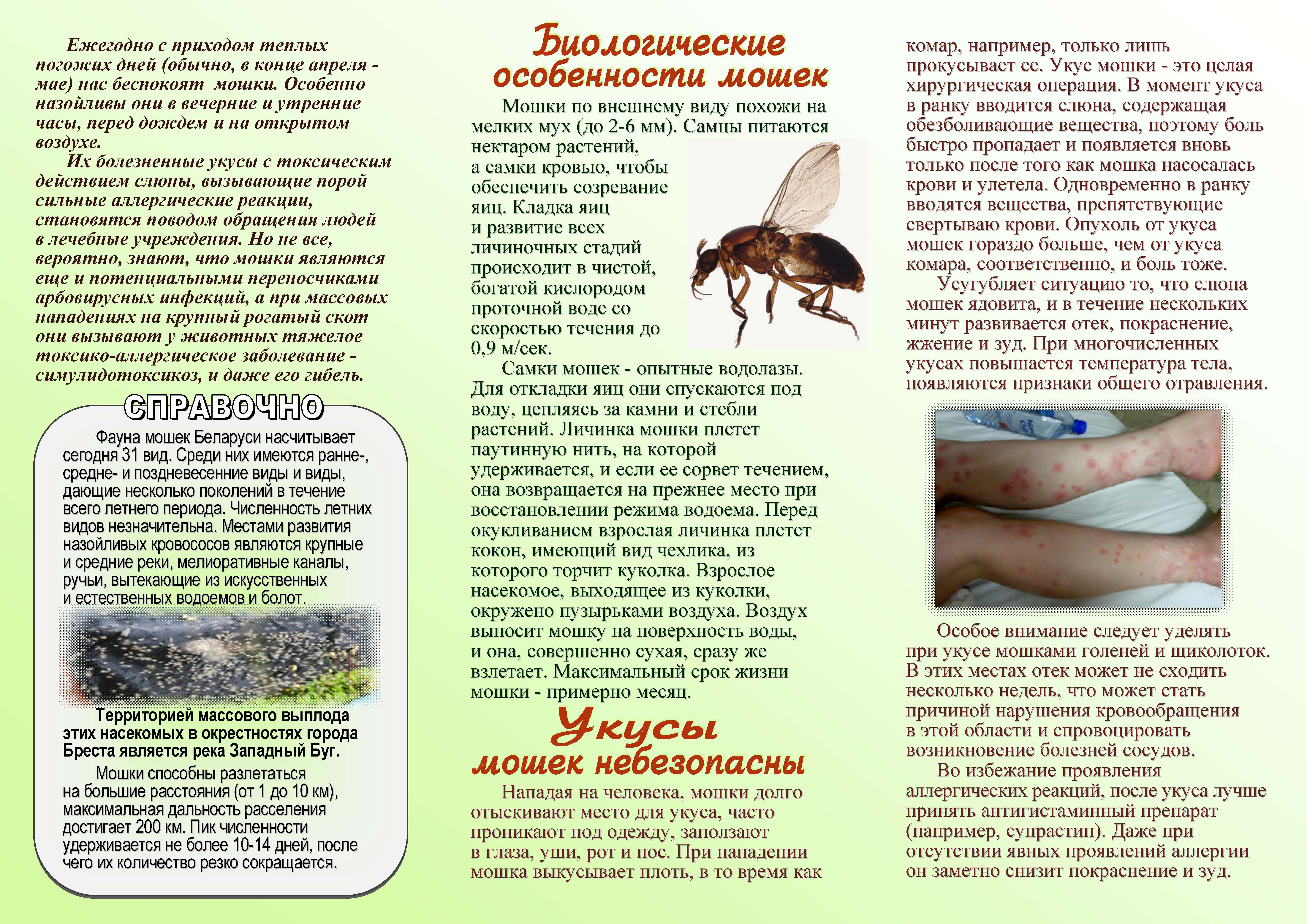 Народные средства при укусе насекомых. Как защититься от укусов насекомых. Насекомые комары и мошки.