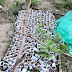  Θεσπρωτία:Φυτεία δενδρυλλίων κάνναβης σε δασική περιοχή του Δήμου Φιλιατών