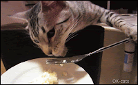 Amazing Cat GIF • Clever kitty eating her dinner with a fork like her human