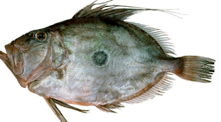 IKAN DORI