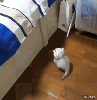 Snuzzy Kitten GIF • Tiny white fluff ball climbing on couch with claws. "C'mon tiny guy you cat do it!” Snuzzy Kitten GIF • Tiny white fluff ball climbing on couch with claws. "C'mon tiny guy you cat do it!”