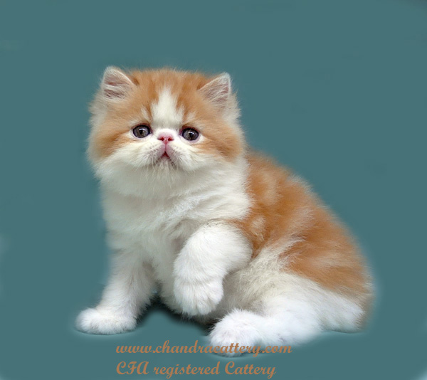 50 Gambar Hewan Ternak Hias Gratis Terbaik Gambar Hewan