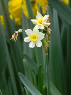 Canaliculatus mini daffodil narcissus at Centennial Park Conservatory Spring Flower Show 2017 by garden muses-not another Toronto gardening blog
