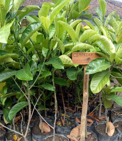 cempedak king Pamarayan