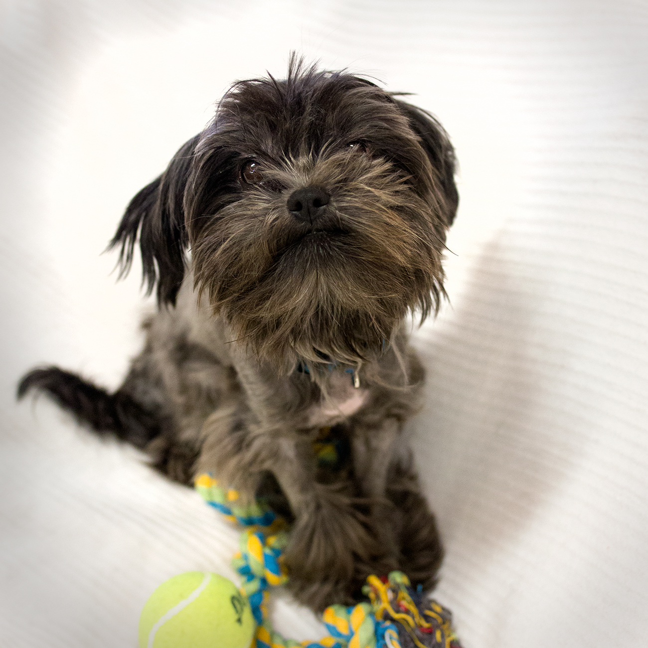 Shelter Dogs of Portland "MR NOODLE shih tzu