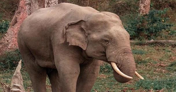 تفسير رؤية الفيل في المنام