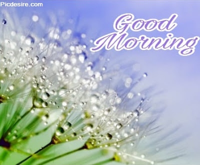 These Best 99+ Good Morning Images will make your day These Best 99+ Good Morning Images will make your day