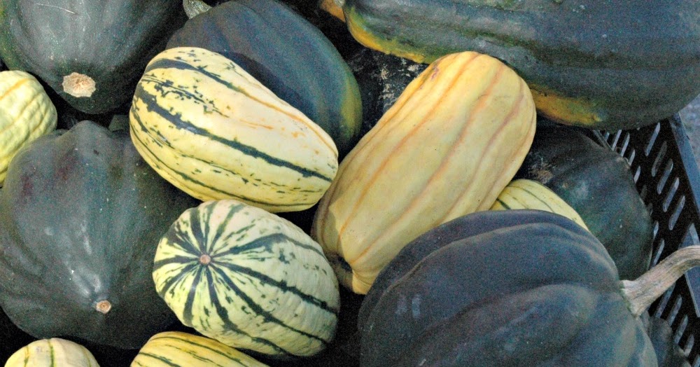 How to Use All That Winter Squash - Oak Hill Homestead