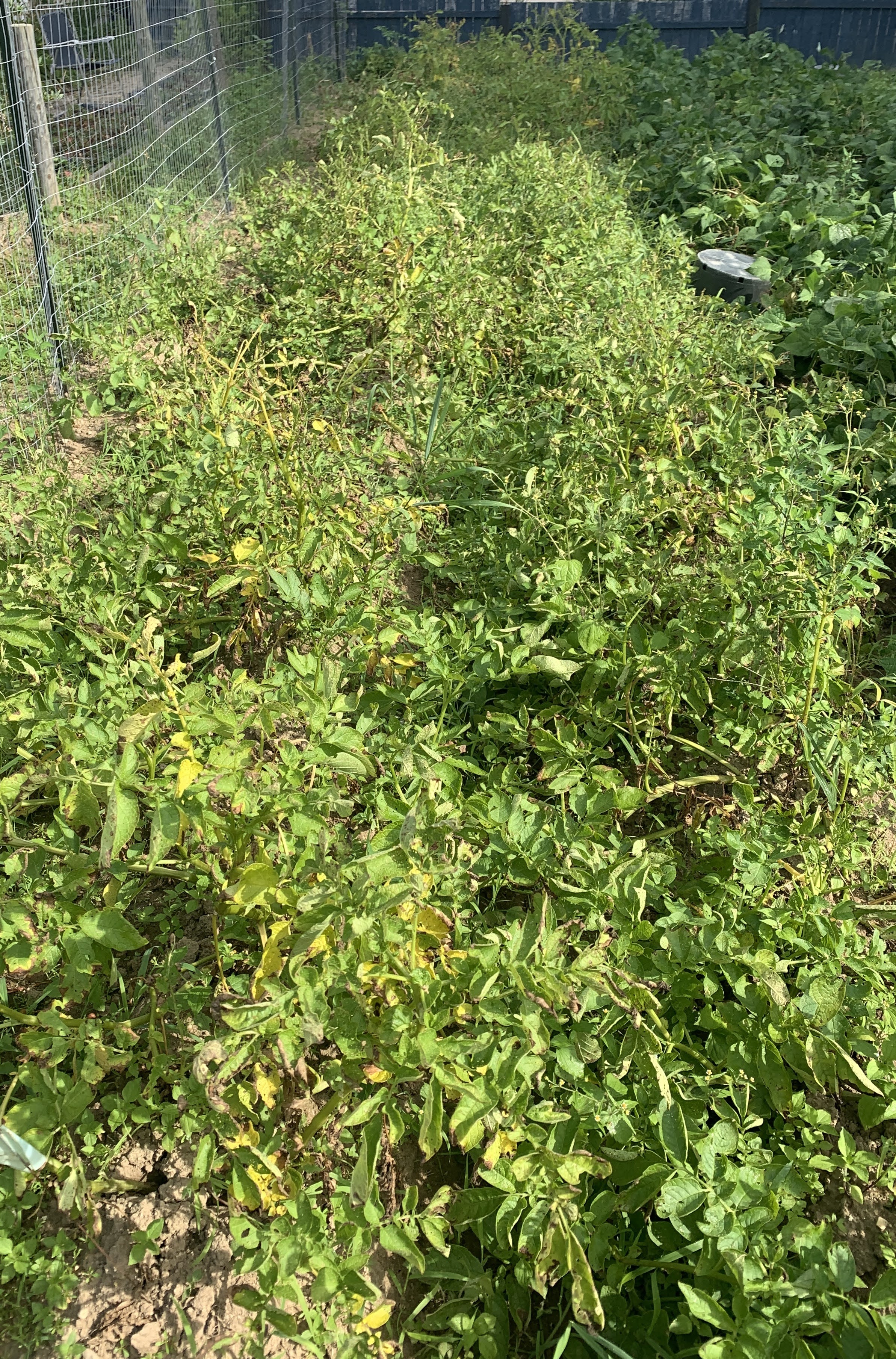 This’N’That Family Farm Growing Potatoes A Traditional Maine Crop
