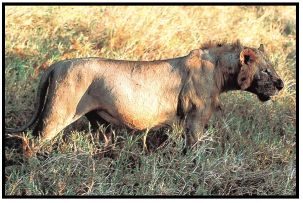 I Spy Animals Lions Who Are Man Eaters