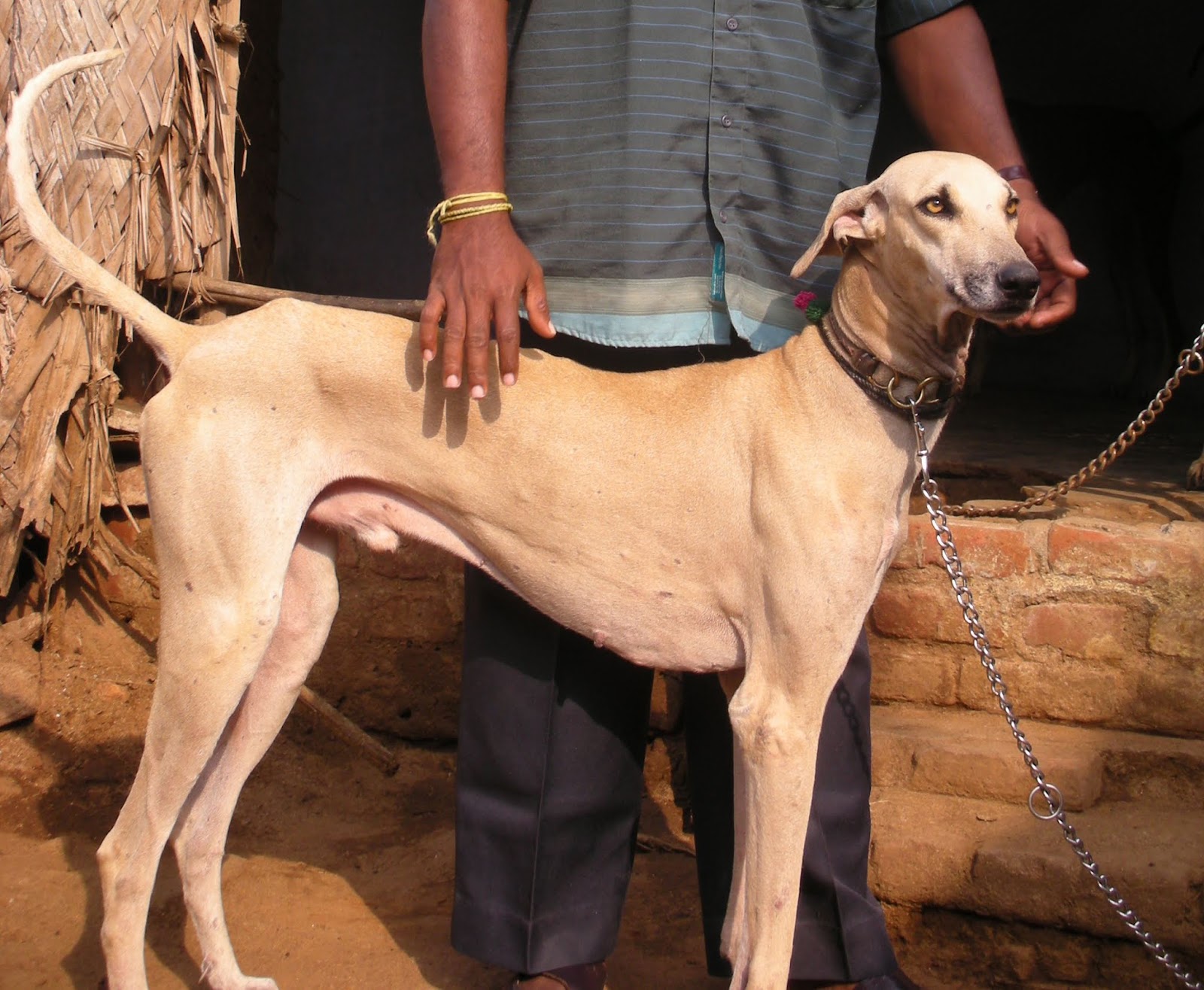 Ultimate Chippiparai Dog Facts & Information Price, Height, Temperament