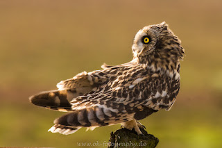 Wildlifefotografie Tierfotografie Naturfotografie Nikon Dümmer Sumpfohreule