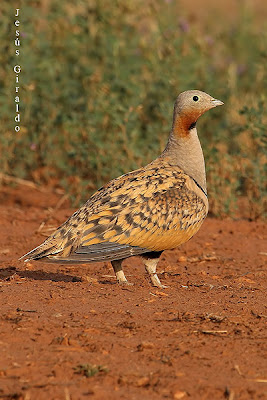 Macho de Ganga Ortega (Pterocles orientalis)