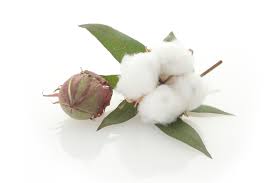 Cotton