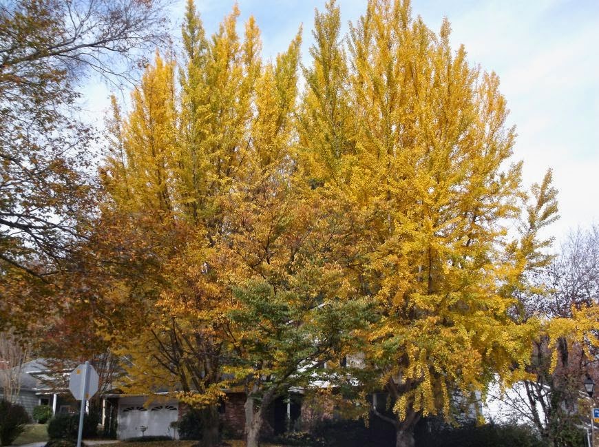 Future Plants by Randy Stewart: Ginkgo