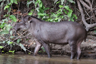 Amerika tapiri (Tapirus terrestris)