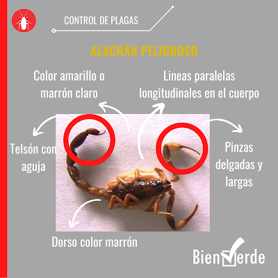 Tipos de alacranes - Descubrí como controlar alacranes en casa
