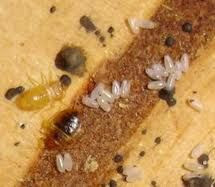 Bed bug larvae vs Carpet beetle larvae Pictures, Identification