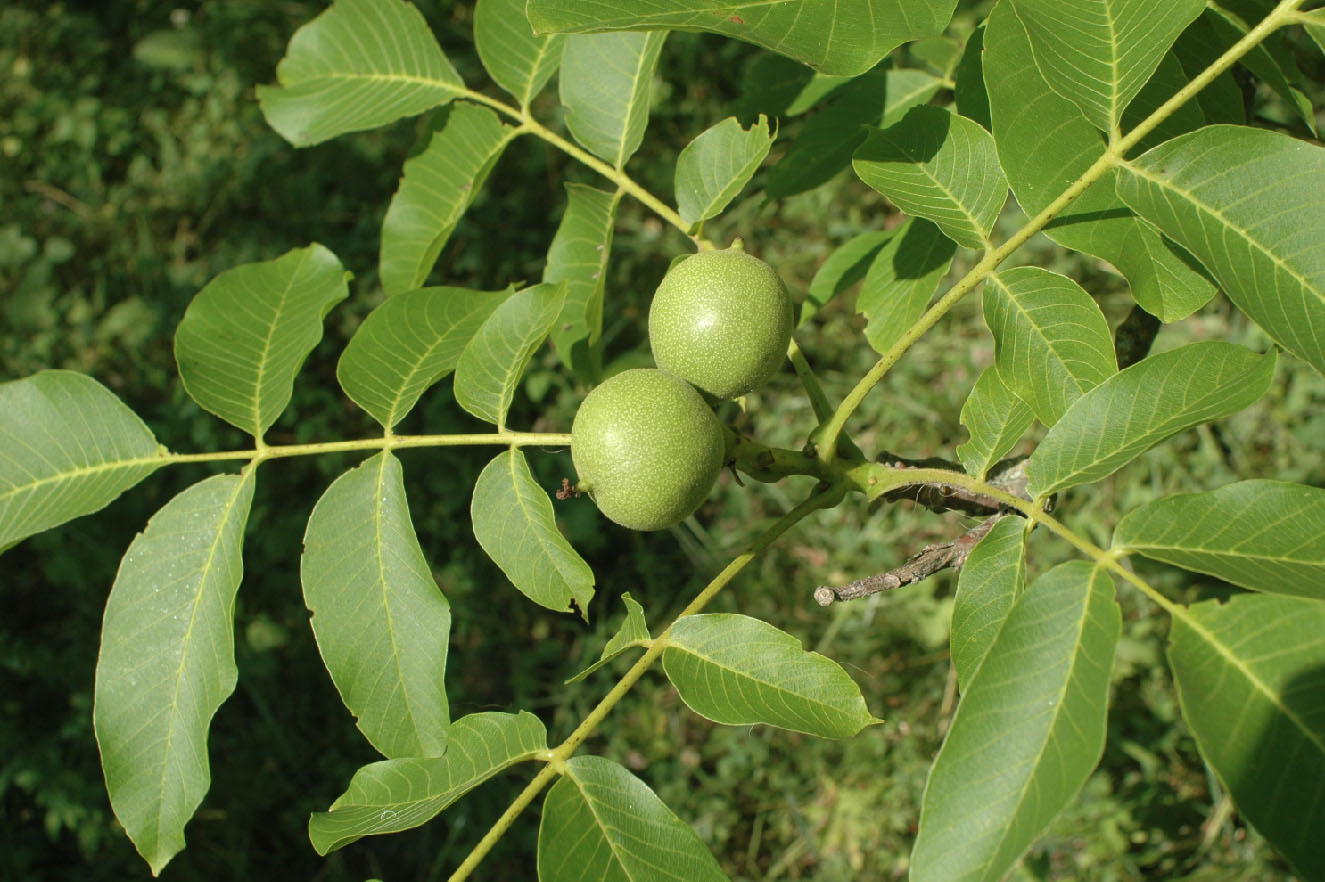 Antipodes Green walnuts, black hands