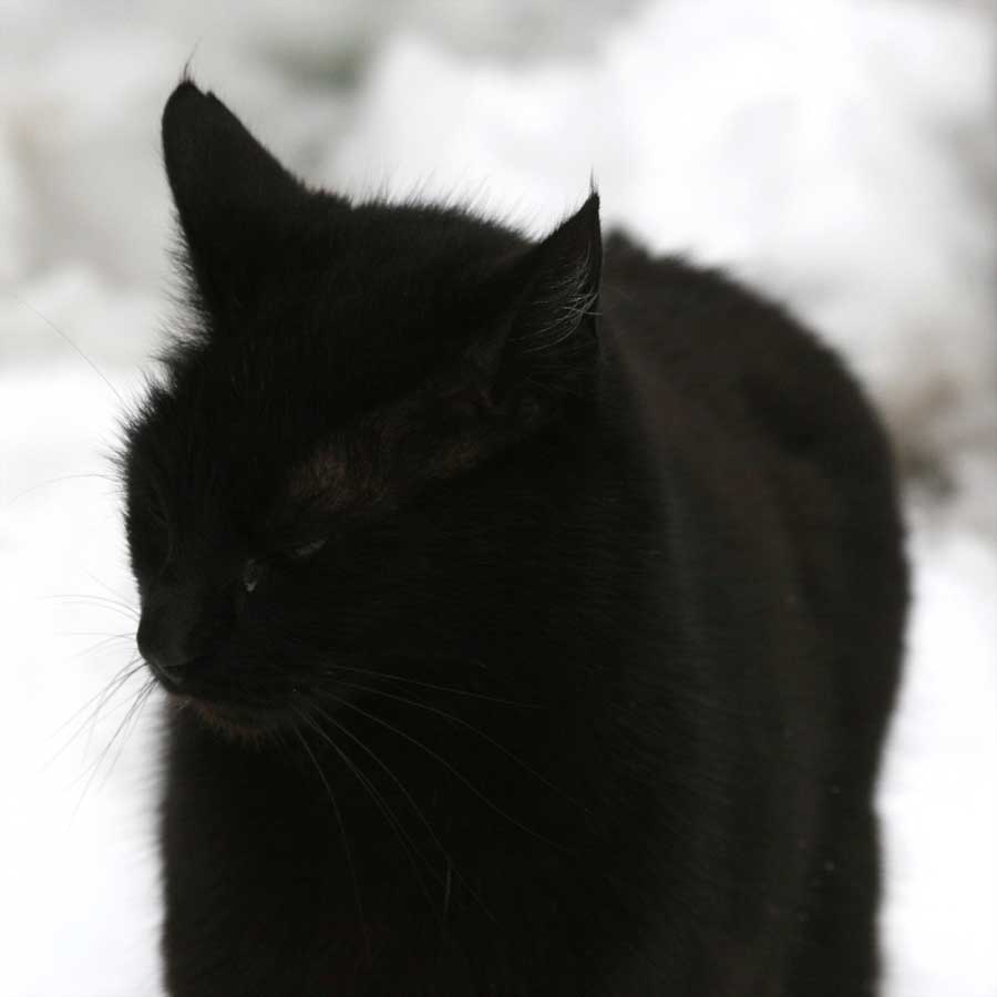The Feral Life Compassion Cats A Black Cat In The Snow
