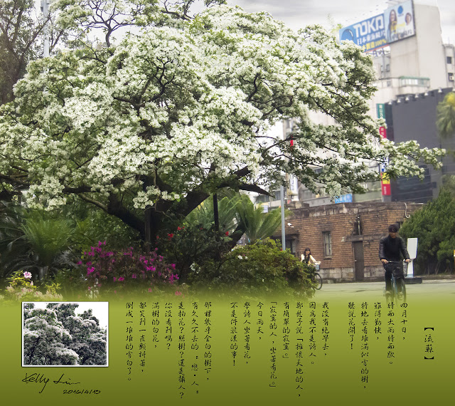 台大校園 流蘇