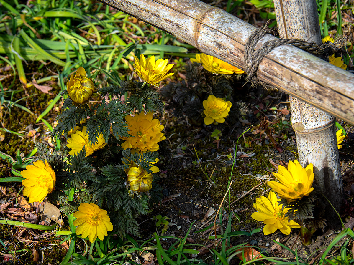 FROM THE GARDEN OF ZEN Fukujyuso ((Adonis ramosa) flowers Engakuji