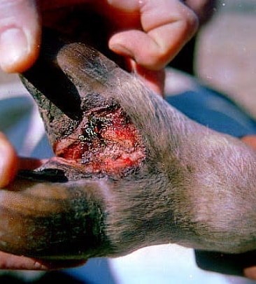 foot and mouth diseases in animals