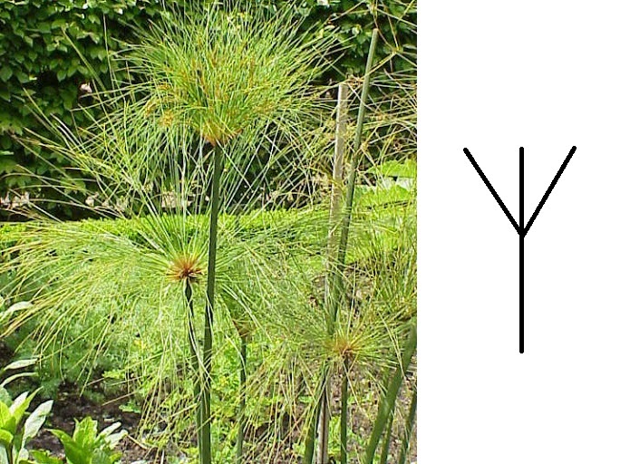 Растение папирус в египте Растение папирус в египте