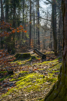 Eschbacher Klippen und Maibacher Schweiz | Wanderung rund um Michelbach im Taunus 15