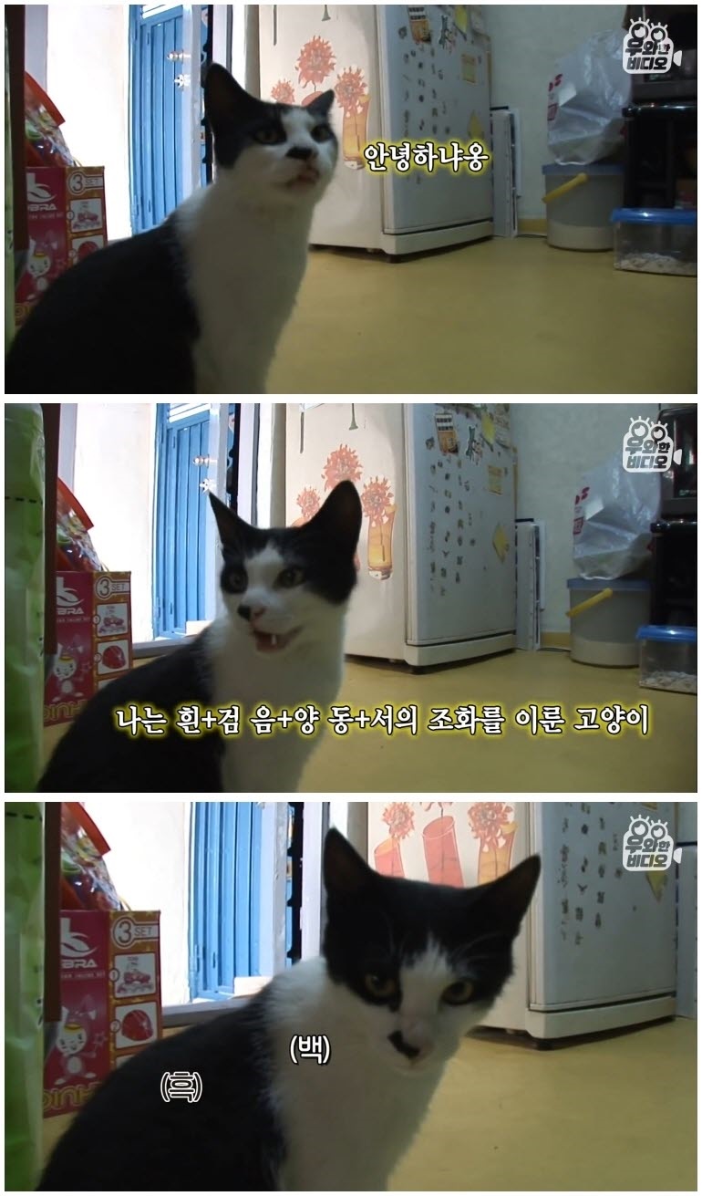 김치에 중독된 고양이 - 꾸르