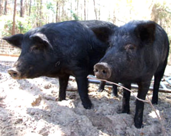 mulefoot pig, mulefoot pigs, about mulefoot pig, mulefoot pig breed, mulefoot pig breed info, mulefoot pig breed facts, mulefoot pig care, caring mulefoot pig, mulefoot pig color, mulefoot pig characteristics, mulefoot pig facts, mulefoot pig history, mulefoot pig info, mulefoot pig images, mulefoot pig origin, mulefoot pig pictures, mulefoot pig photos, mulefoot pig rarity, raising mulefoot pig, mulefoot pig size, mulefoot pig temperament, mulefoot pig weight