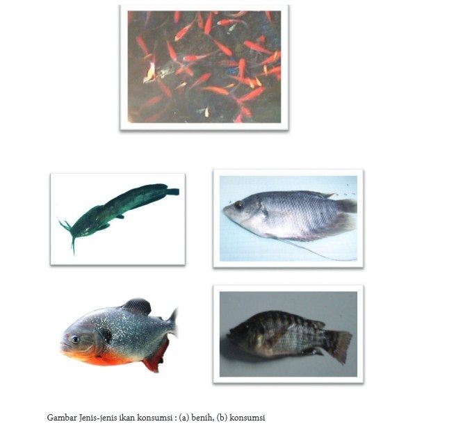 Berikut ini adalah wadah-wadah budidaya ikan konsumsi yang sering digunakan kecuali
