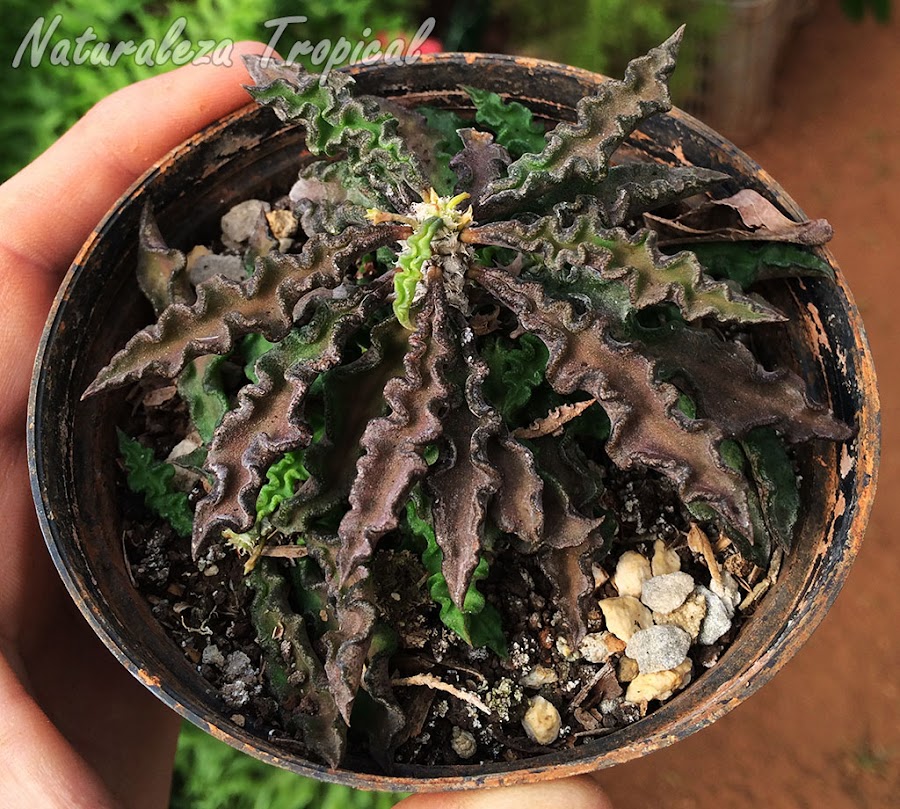 Cambio de coloración en las hojas de la planta suculenta Euphorbia decaryi por incidencia del sol directo