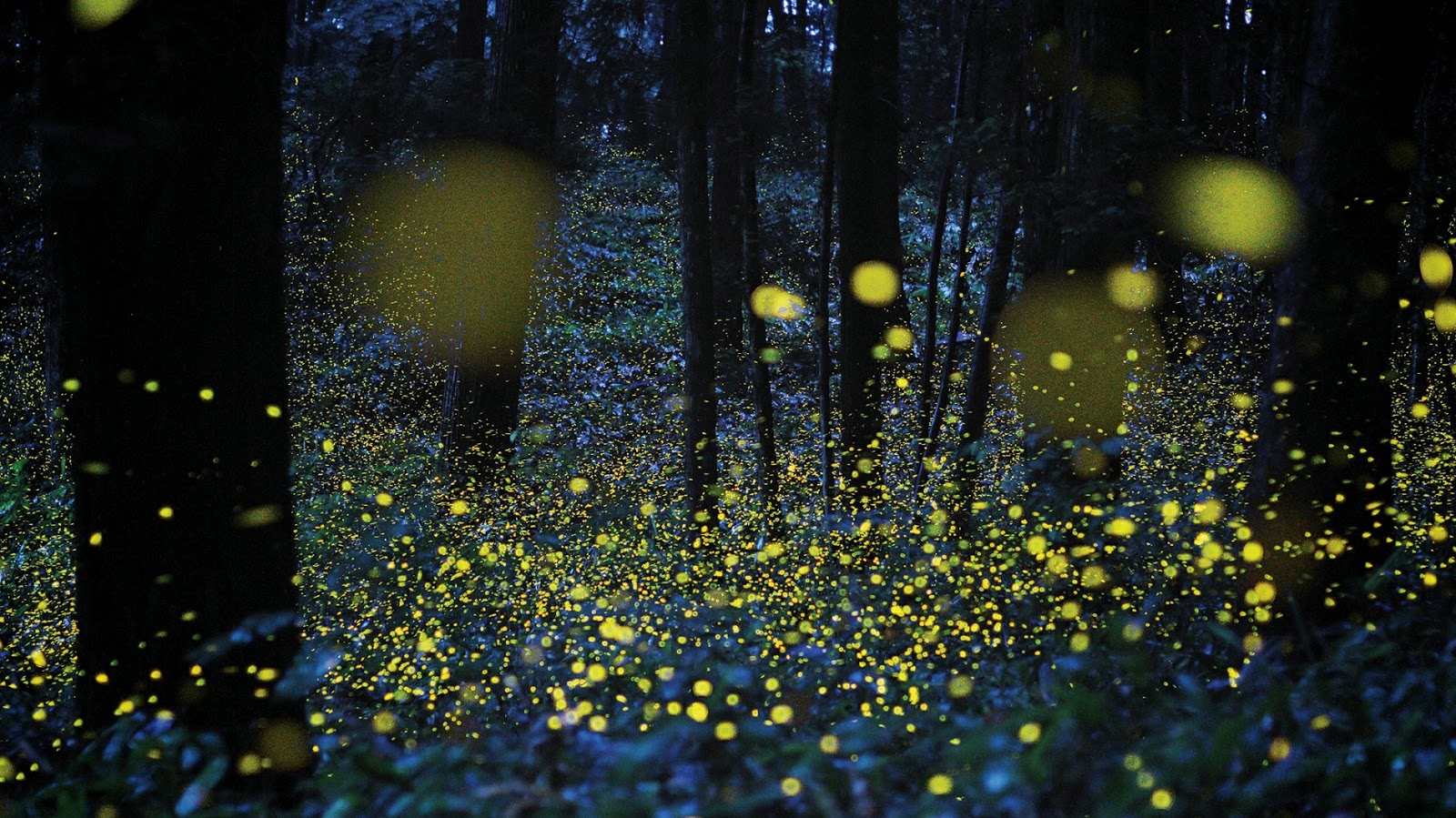 Gambar Kunang Kunang di Malam Hari | Kumpulan Gambar