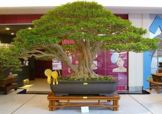 Asoka juara bonsai Ashoka Pendula