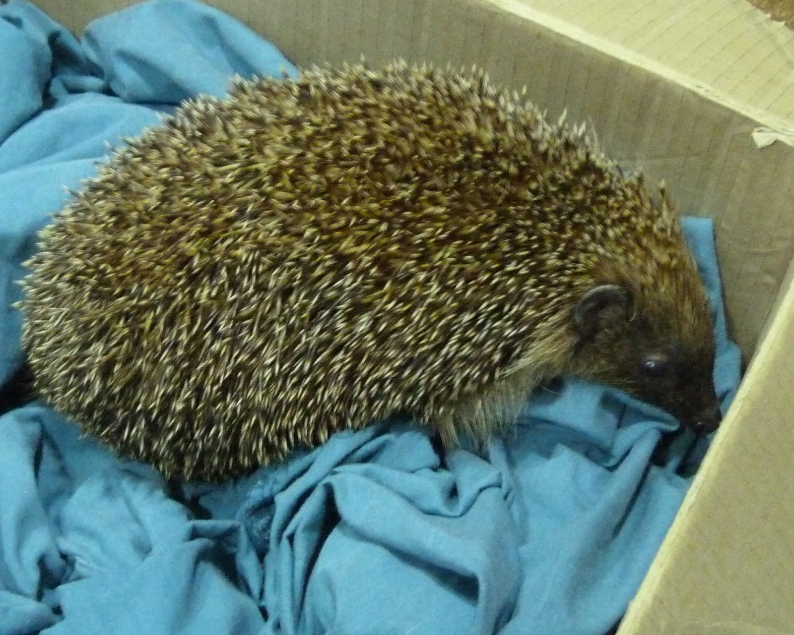 hedgehog.jpg