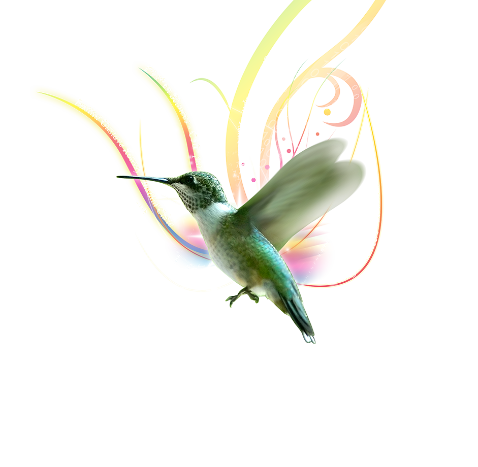 Колибри. Колибри белая. Колибри мультяшная. Колибри с цветком на белом фоне.