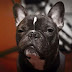 10 Signs Your Dog Hates You 10 Signs Your Dog Hates You