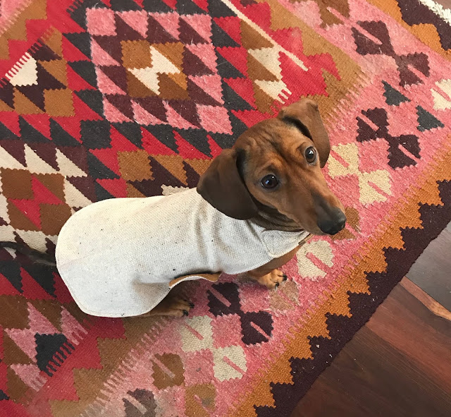 Pattern freebie mini dachshund jacket