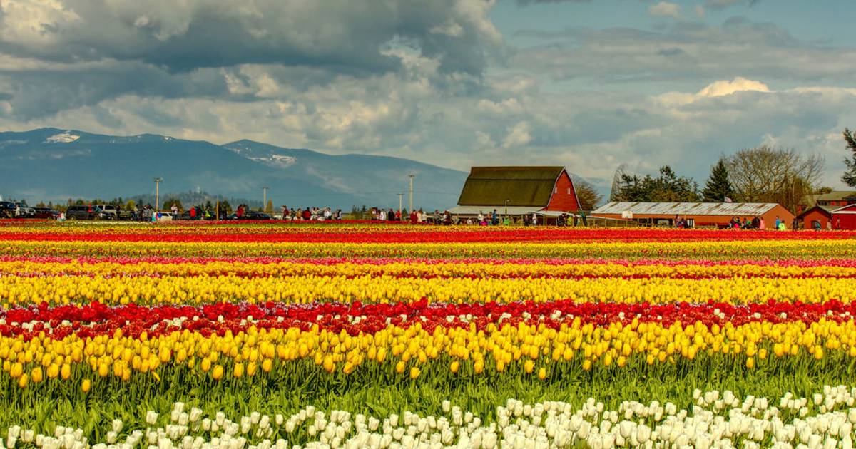 The Drift Record Poetry Friday Tulips by A.E. Stallings