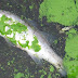 Bloom Eutrofikasi: Membunuh Tumbuhan dan Ikan Secara Perlahan
