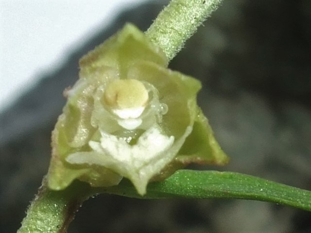 Albiflora (or Albino)