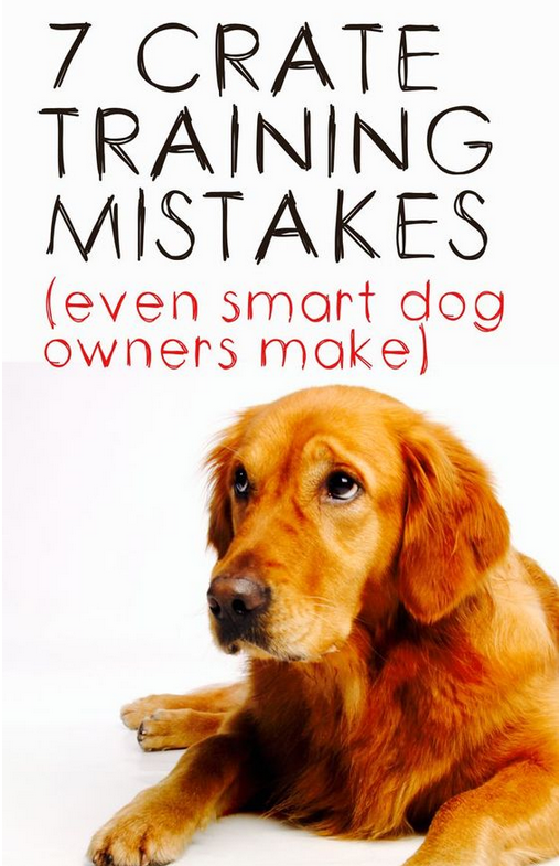 Dog Training 7 Mistakes Even Smart People Make When Crate Training a