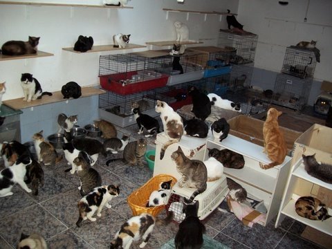 Resultado de imagem para acumuladores de gatos