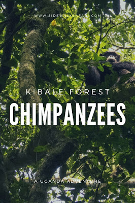 Chimpanzee trekking Uganda